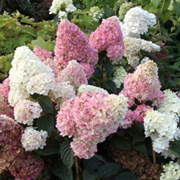           Hydrangea paniculata    Pink Diamond 